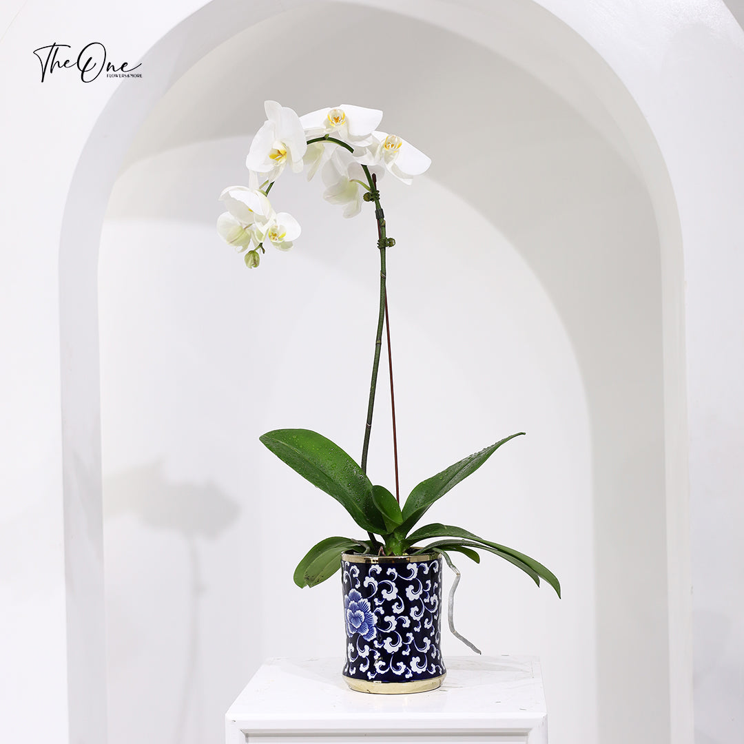 White orchid plant