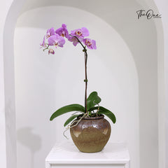 Violet orchid plant