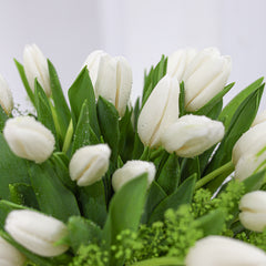 Tulip Flowers