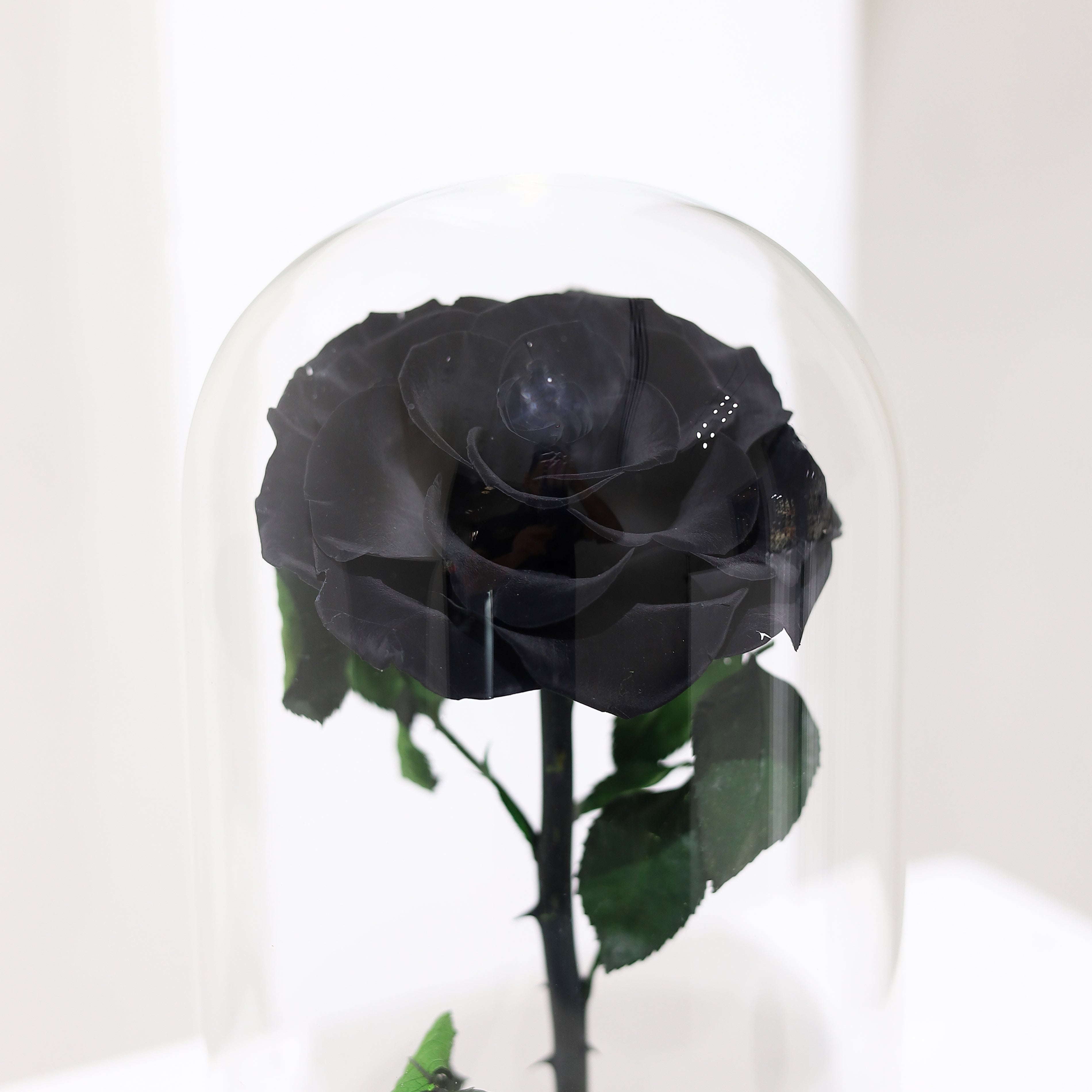 Forever Black Rose