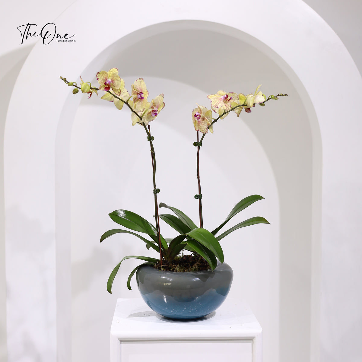 yellow orchid plant