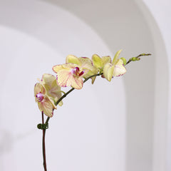 yellow orchid plant