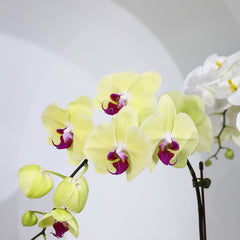 The amazing orchid