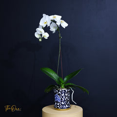 White orchid plant