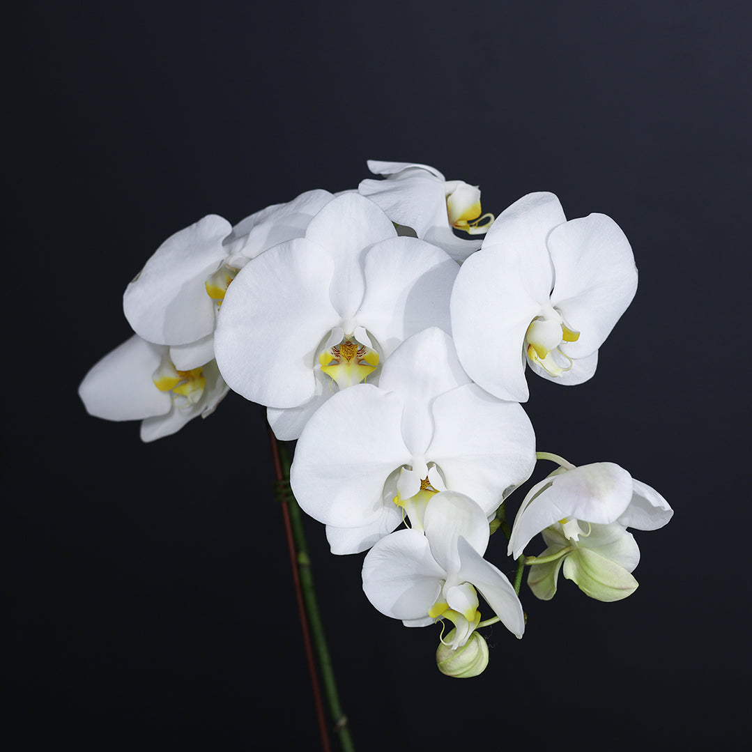 White orchid plant