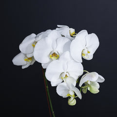 White orchid plant