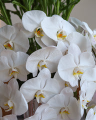 Elegant White Orchid & White Flower Arrangement