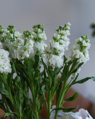 Elegant White Orchid & White Flower Arrangement